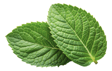 Two green mint leaves, cut out - stock png.