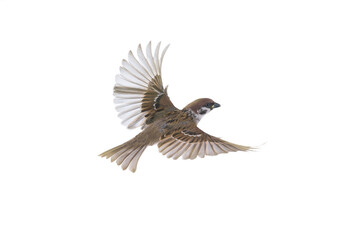 flying sparrow isolated on white background