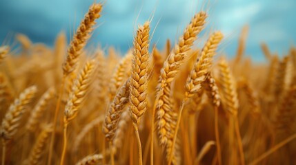 Fototapeta premium An expansive field of golden wheat under a cloudy blue sky, with the stalks standing tall and swaying gently in the breeze, in a serene rural landscape