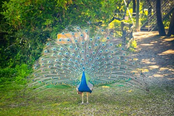 Peacock spreading his tail, displaying his colored plumage in the Marais aux Oiseaux bird park in Dolus-d'Oléron, France