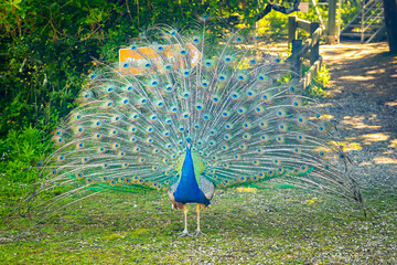 Peacock spreading his tail, displaying his colored plumage in the Marais aux Oiseaux bird park in Dolus-d'Oléron, France