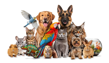 Cute group of various pet like dog cat parrot or rabbit isolated white background. furry domestic animal veterinary concept