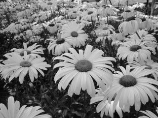モノクロ写真のシャスタ・デイジーの花