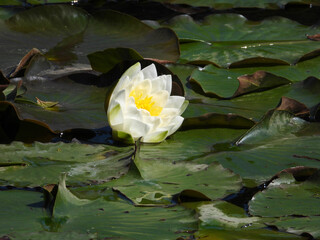 blooming water lily flowers, lotus flowers, in the pond 
