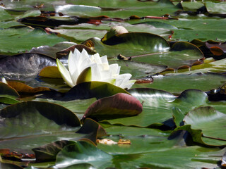 blooming water lily flowers, lotus flowers, in the pond 