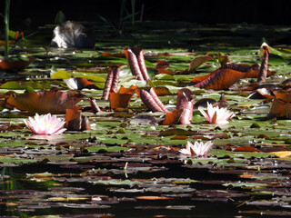 blooming water lily flowers, lotus flowers, in the pond 