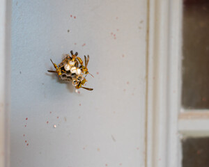Small wasp nest up on doorframe of grey patio door at suburban house in Dallas, Texas, wasps building paper nest, pest and insect control issue, wildlife inspections house maintenance concept