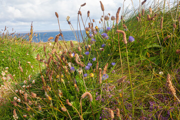 flowers in the grass