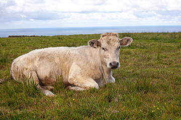 cow on a meadow