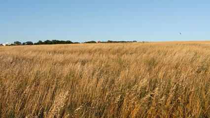 A golden field of dry grass under blue sky, evoking a peaceful rural scene.