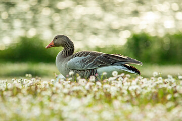 Goose rests on the meadow in Westpark in Munich. Focus on the goose