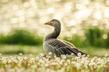 Goose rests on the meadow in Westpark in Munich. Focus on the goose
