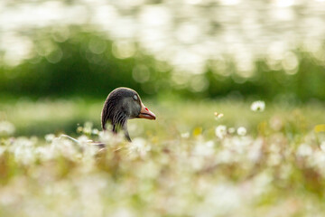 Goose rests on the meadow in Westpark in Munich.
on a meadow with camomiles a head of a goose with closed eyes. Focus on the goose