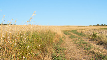 Fototapeta premium rural landscape with meadow and road leading to the horizon