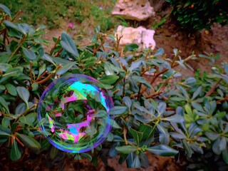 Rainbow bubble
