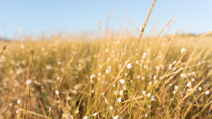 Fototapeta premium rural landscape, a serene field with tall grass and small snails on it under a clear blue sky