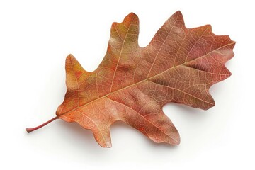 Naklejka premium Autumn Oak Leaf