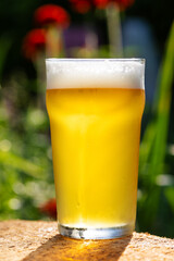 Cold Beer in Pint Glass with Garden Background