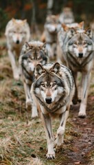 Fototapeta premium Vigilant wolf pack prowling dense jungle, senses keen for prey or threats in the undergrowth