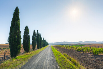 Rural road, vineyards and cypress trees in Santa Luce countryside. Lake in the background. Province of Pisa, Tuscany region, Italy, Europe