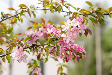 Flowering pink branches of the decorative apple tree Malus ola. A tree blooming with petals in a garden or park in a sunny day. Nature, close-up