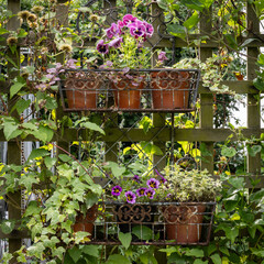 Pots of flowers and plants fixed to a trellis in a garden