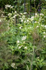 White astrantia flowers and golden fennel fronds in a garden