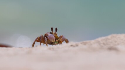 Ghost crab eating seaweed washed up on beach, Jurien Bay, Western Australia. The environment cleaning itself.