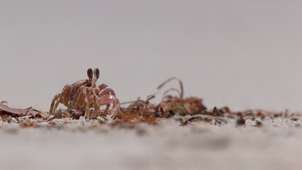 Ghost crab eating seaweed washed up on beach, Jurien Bay, Western Australia. The environment cleaning itself.