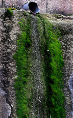 Moss and grassy plants where rain water falls from the roof on the wall of the house