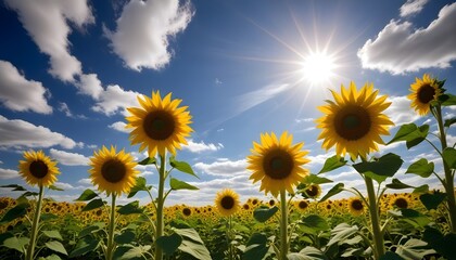 Obraz premium Fields of blooming sunflowers under a blue sky