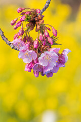 河津桜と菜の花