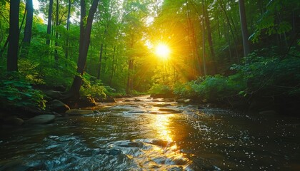 Fototapeta premium Serene and enchanting forest view with a river under the radiant beams of sunlight