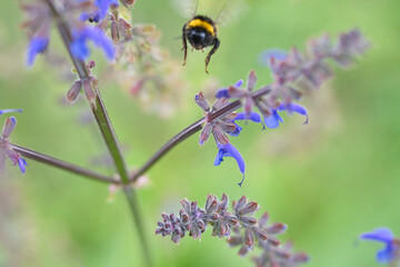 Bumblebee flies to a flower to collect nectar. Insect pollinating pollen in nature