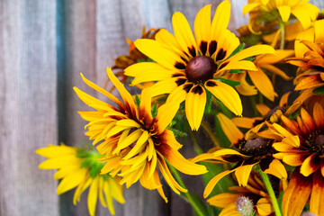 sunflowers on a wooden background
