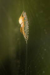 spider on a web