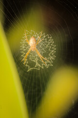 spider on the web