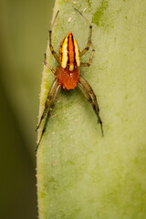 Spider on leaf