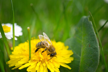 Honey bee collecting nectar on a flower. Insect photo from nature
