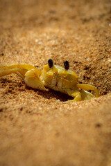 Crab on the sand