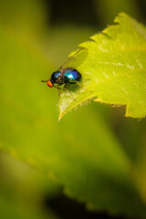 fly on leaf