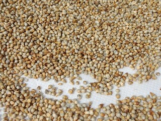 Pearl millet seeds or grain.Pennisetum glaucum seeds or grain pattern background 