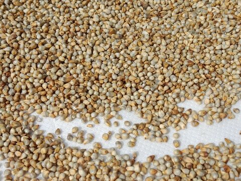 Pearl millet seeds or grain.Pennisetum glaucum seeds or grain pattern background 