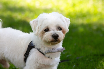 adorable small white dog with bowtie standing on grass at wedding event