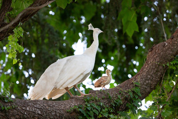 majestic white peacock and chick perched on tree branch in lush garden setting