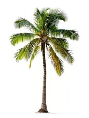 Fototapeta premium Lone Palm Tree Isolated on White