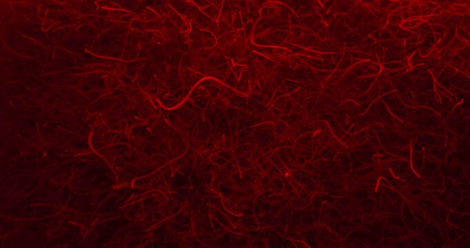 Chaotic Threadworms In Red Light. Parasitic Worms. Microscopic. closeup shot