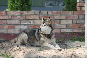 Husky dog breed guards the house
