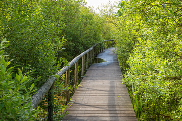 Wooden footpath through nature reserve at Sint maartenszee, Noord-Holland, The Netherlands