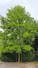 tulip poplar tree in blossom 